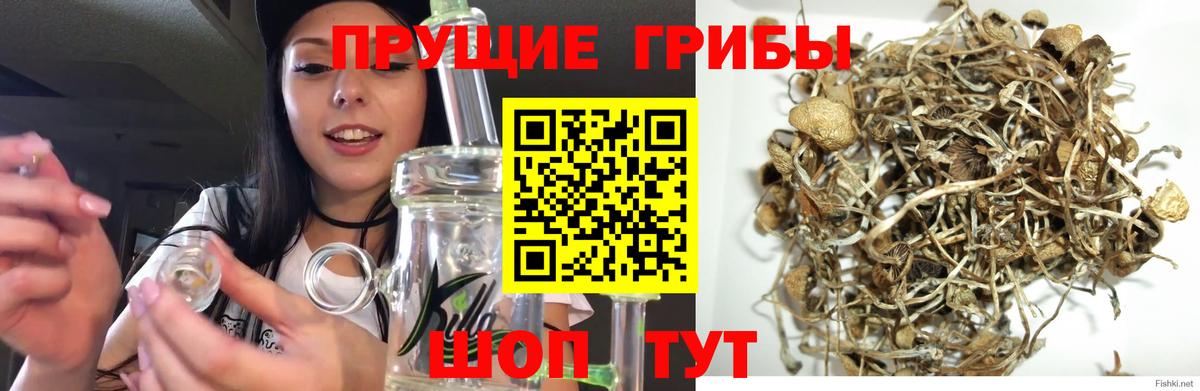 Обь  Псилоцибиновые грибы прущие грибы  Вход с VPN 